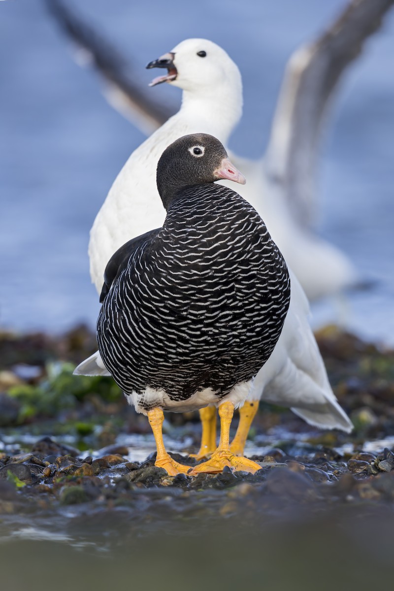 Kelp Goose - ML623148191