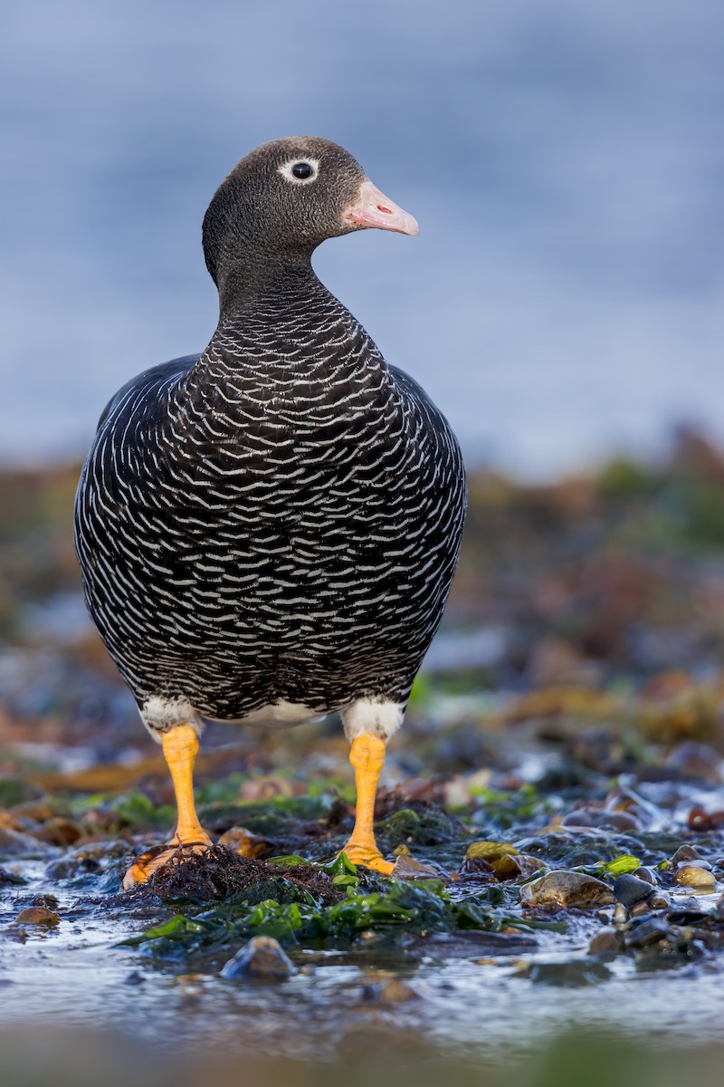 Kelp Goose - ML623148229