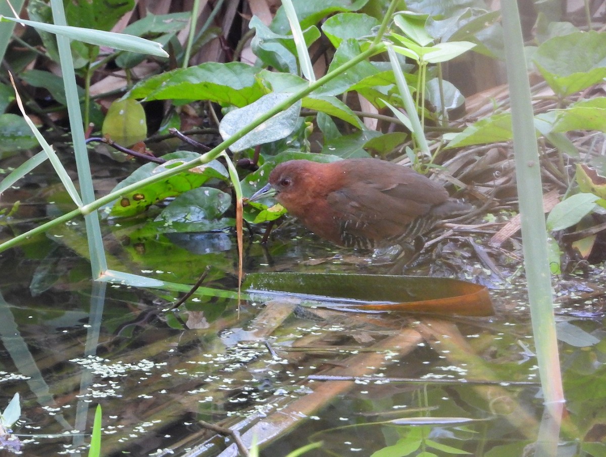 White-throated Crake (Rufous-faced) - ML623148256