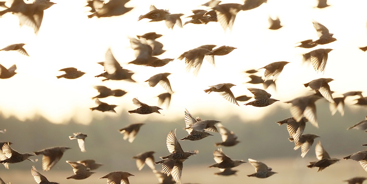 European Starling - ML623148262