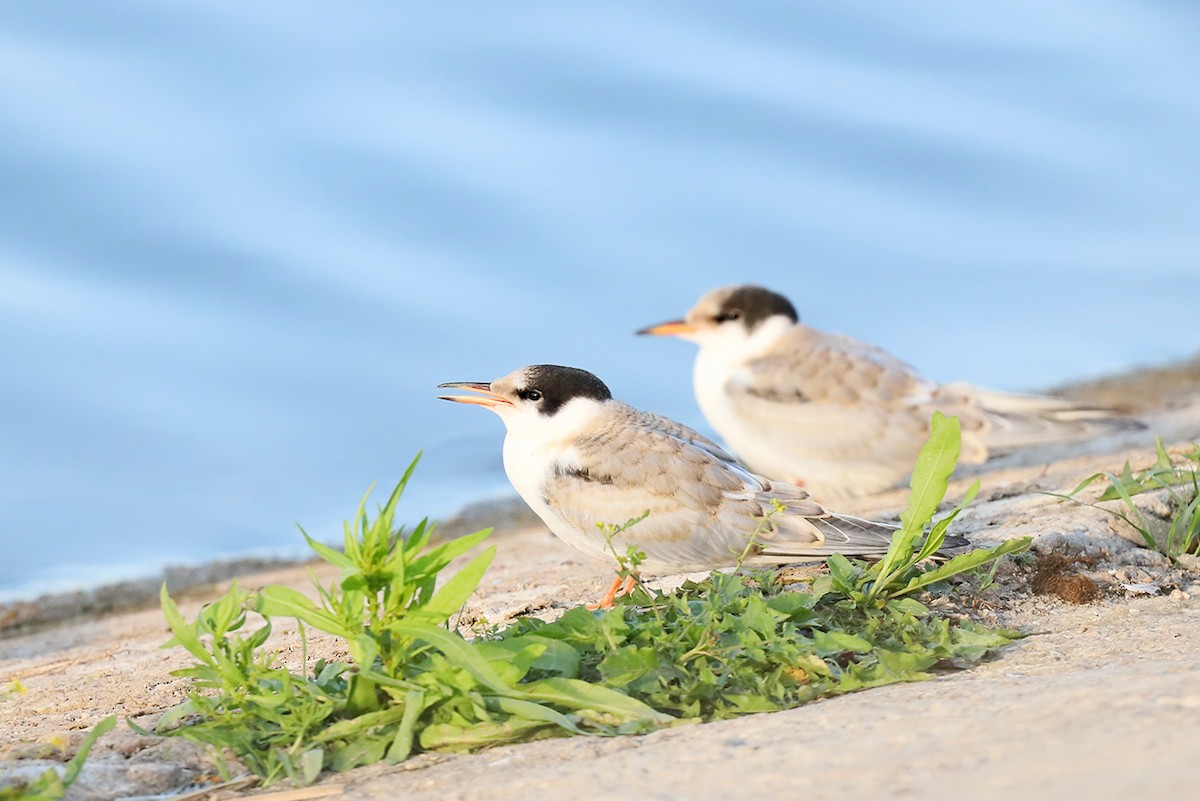 Common Tern - ML623148275