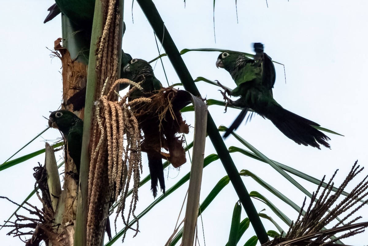 Maroon-tailed Parakeet - Phil Kahler