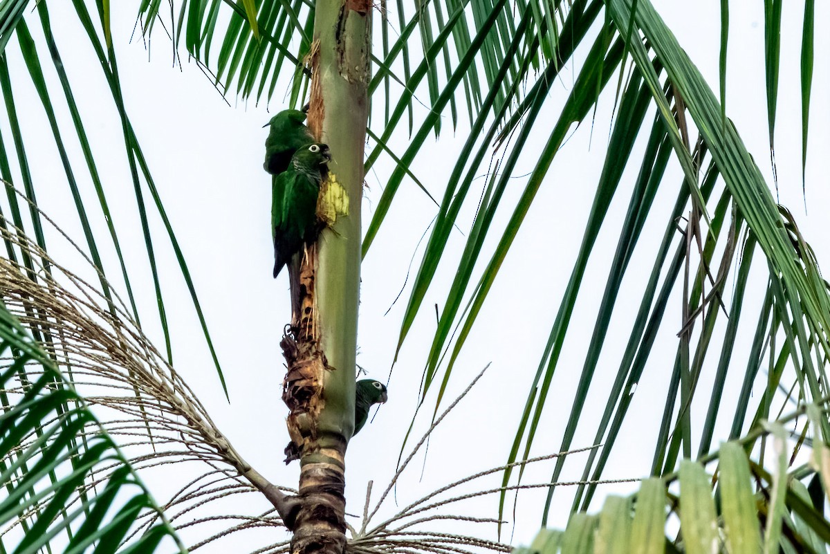 Maroon-tailed Parakeet - Phil Kahler