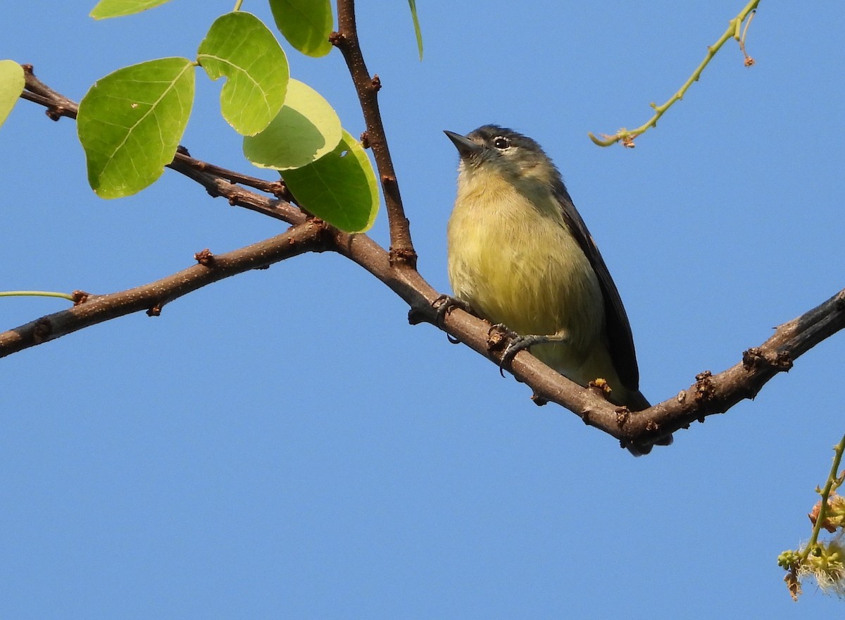 White-eared Conebill - ML623148301