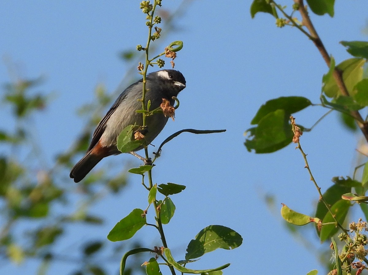 White-eared Conebill - ML623148312