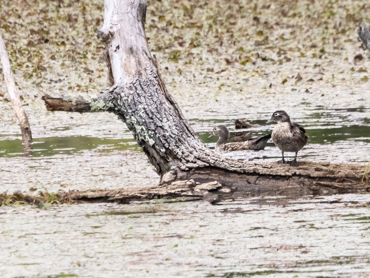 Wood Duck - ML623148363