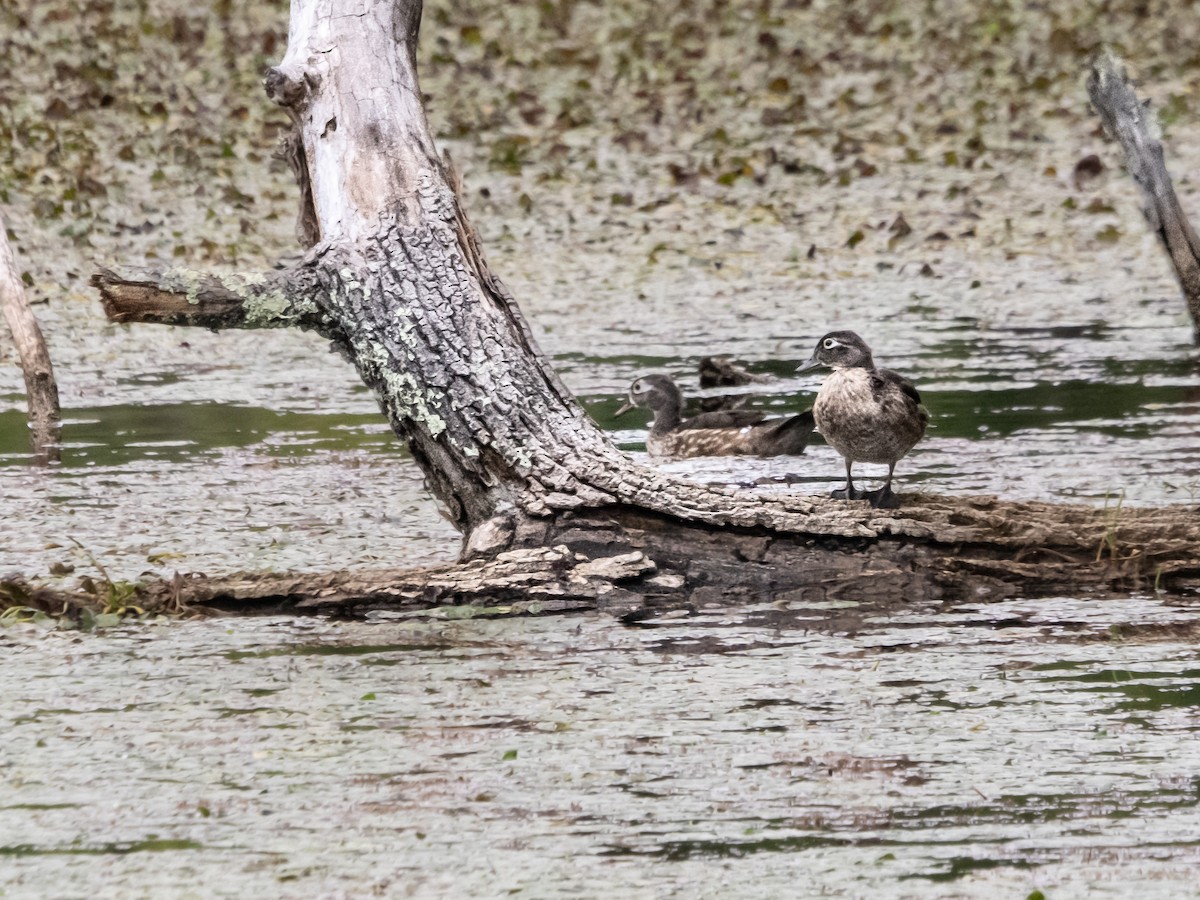 Wood Duck - ML623148364