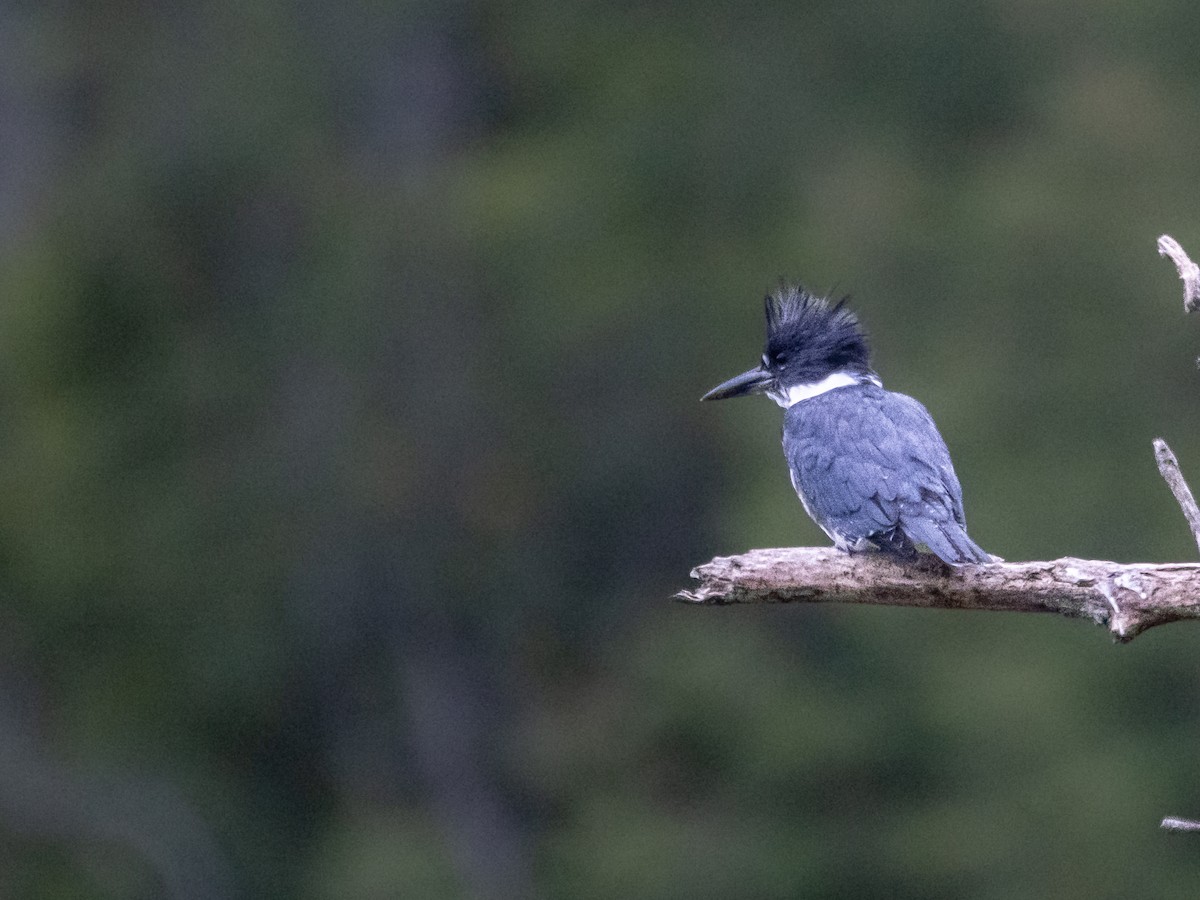 Belted Kingfisher - ML623148370