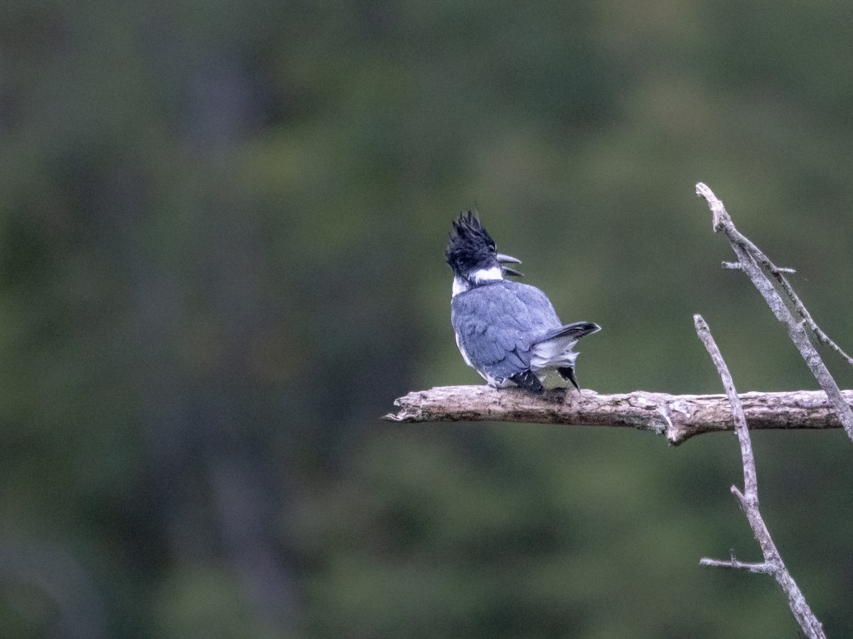 Belted Kingfisher - ML623148371