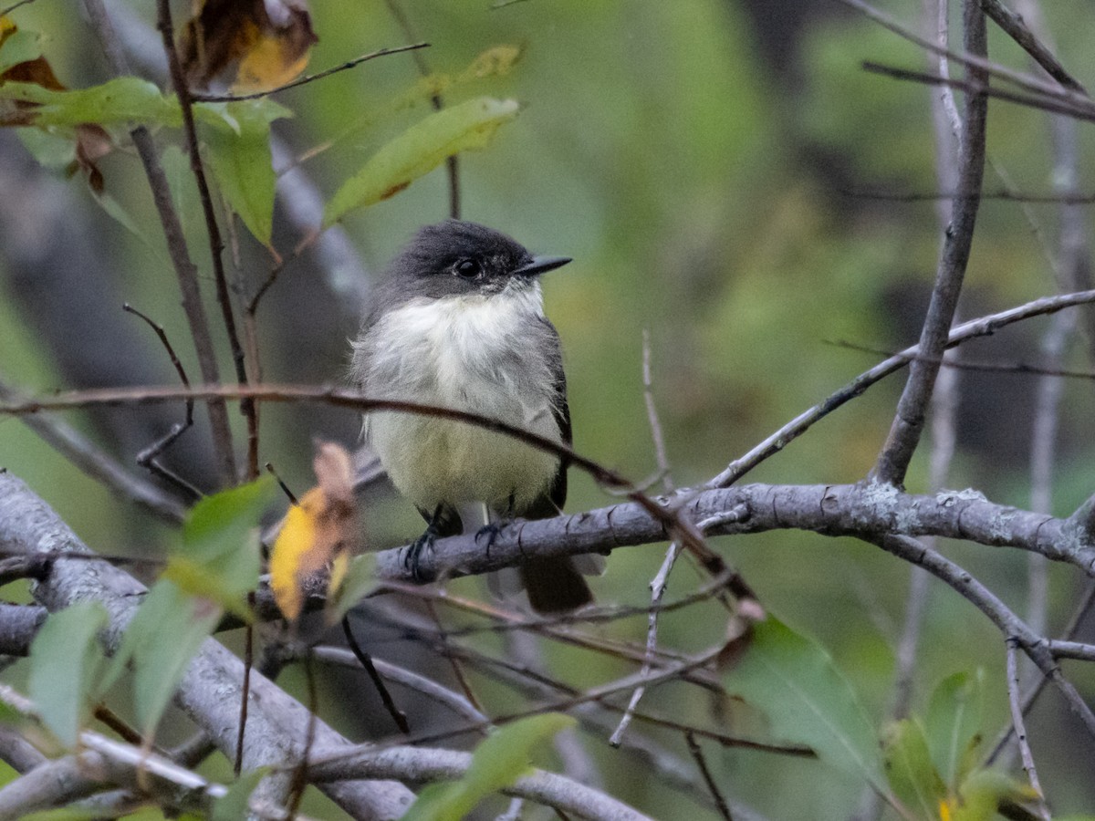 Eastern Phoebe - ML623148383