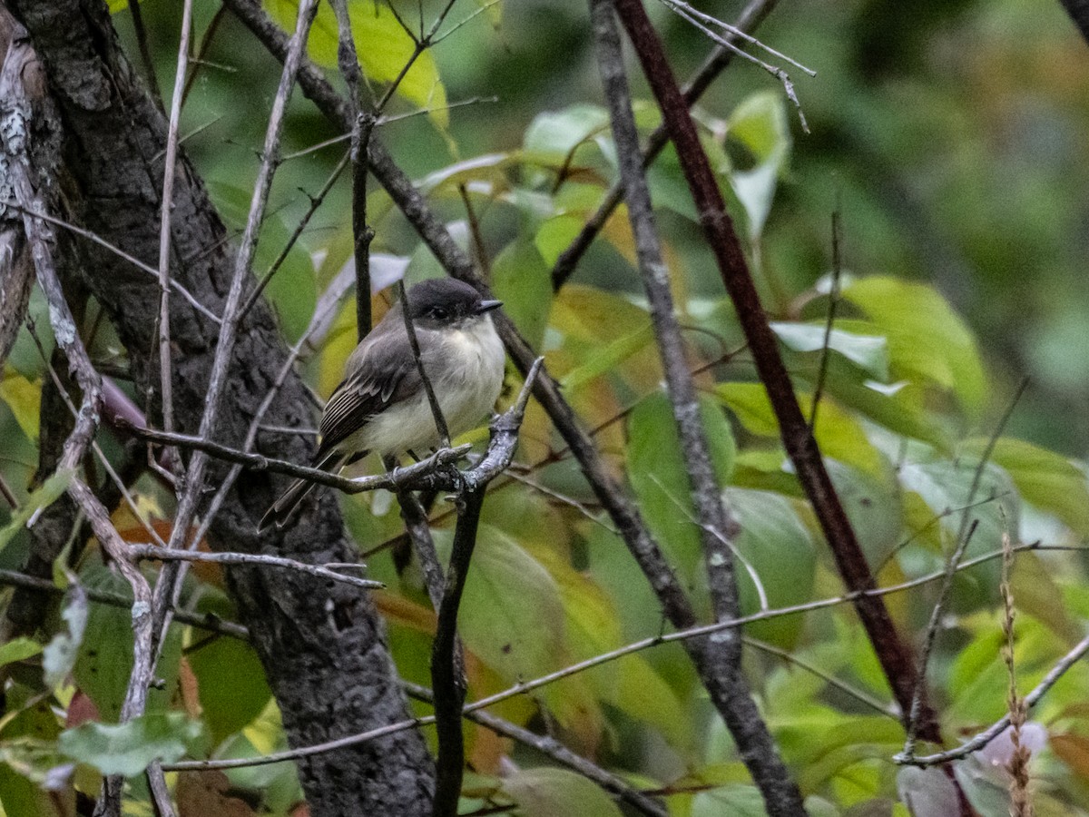 Eastern Phoebe - ML623148385