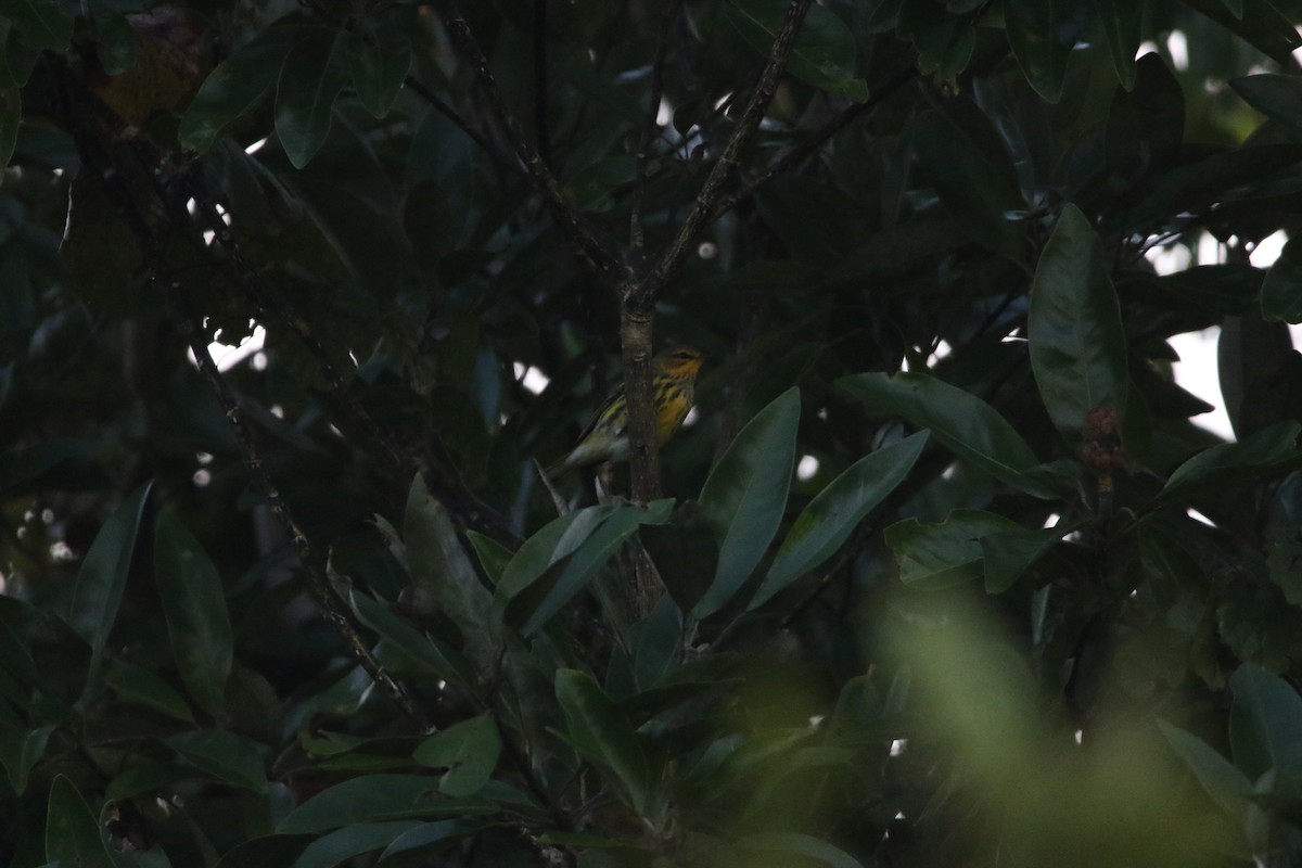 Cape May Warbler - ML623148397