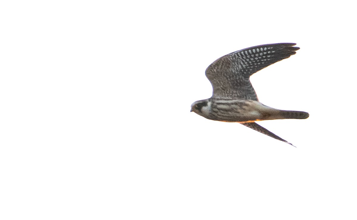 Red-footed Falcon - ML623148474