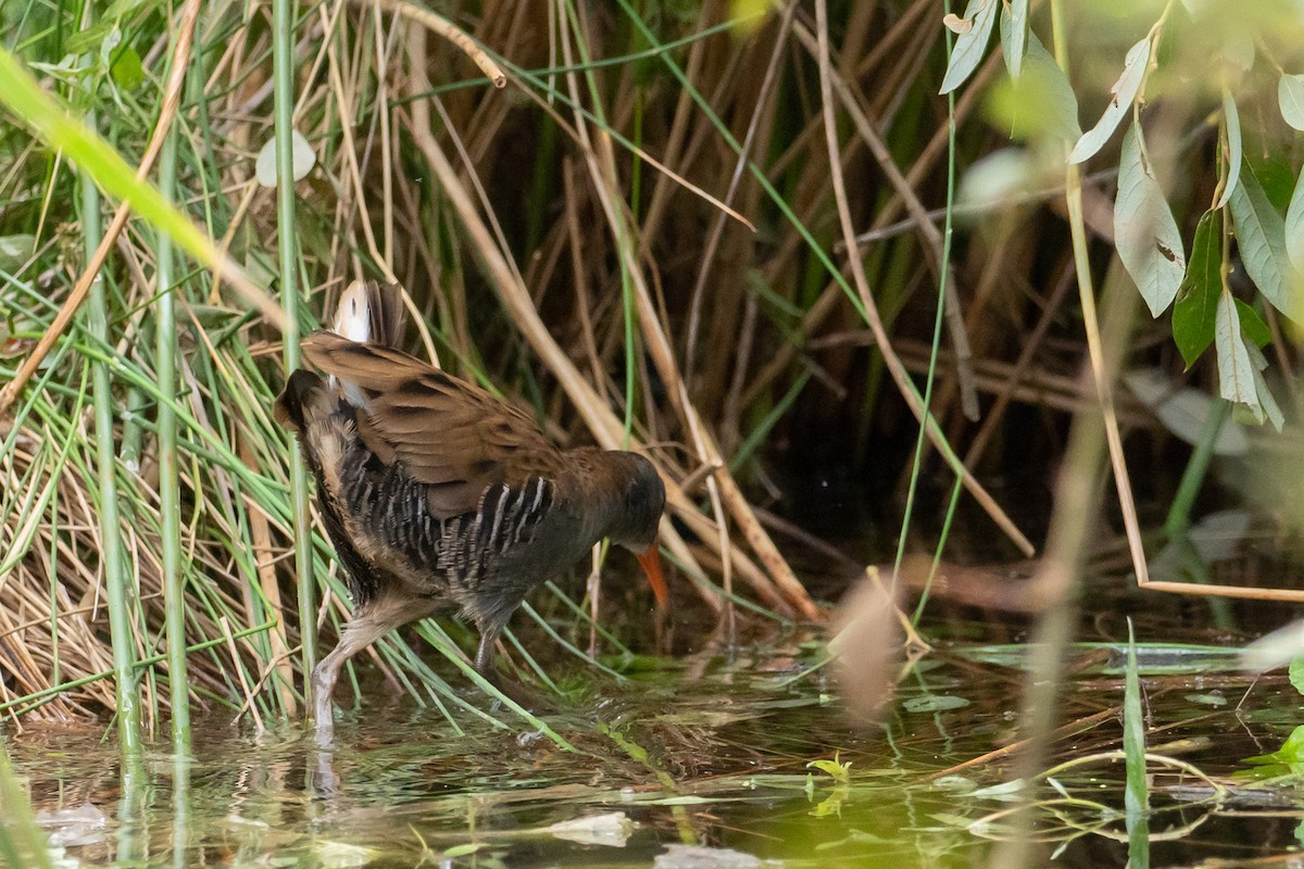 Water Rail - ML623148492