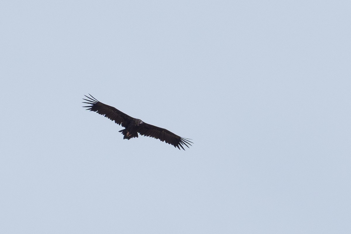 Cinereous Vulture - ML623148498