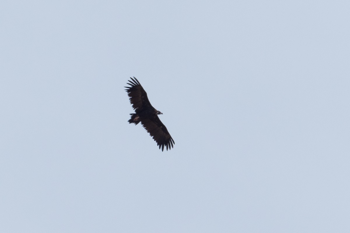 Cinereous Vulture - ML623148499