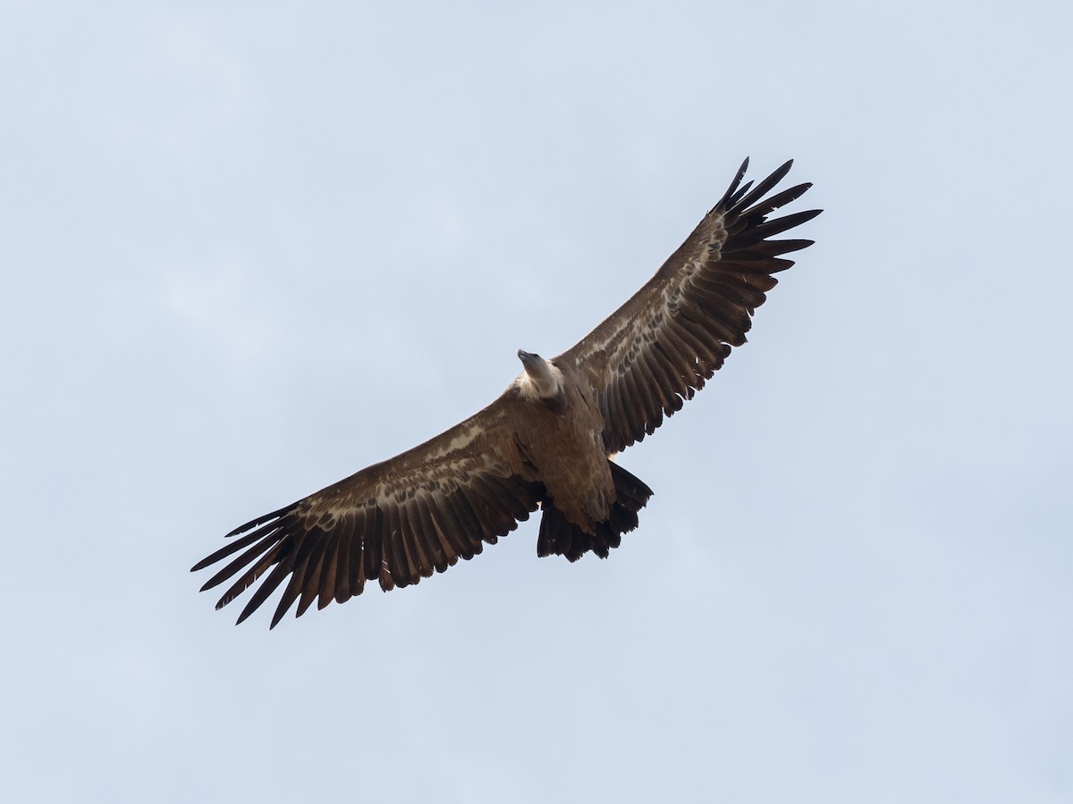 Eurasian Griffon - Fernando Alonso