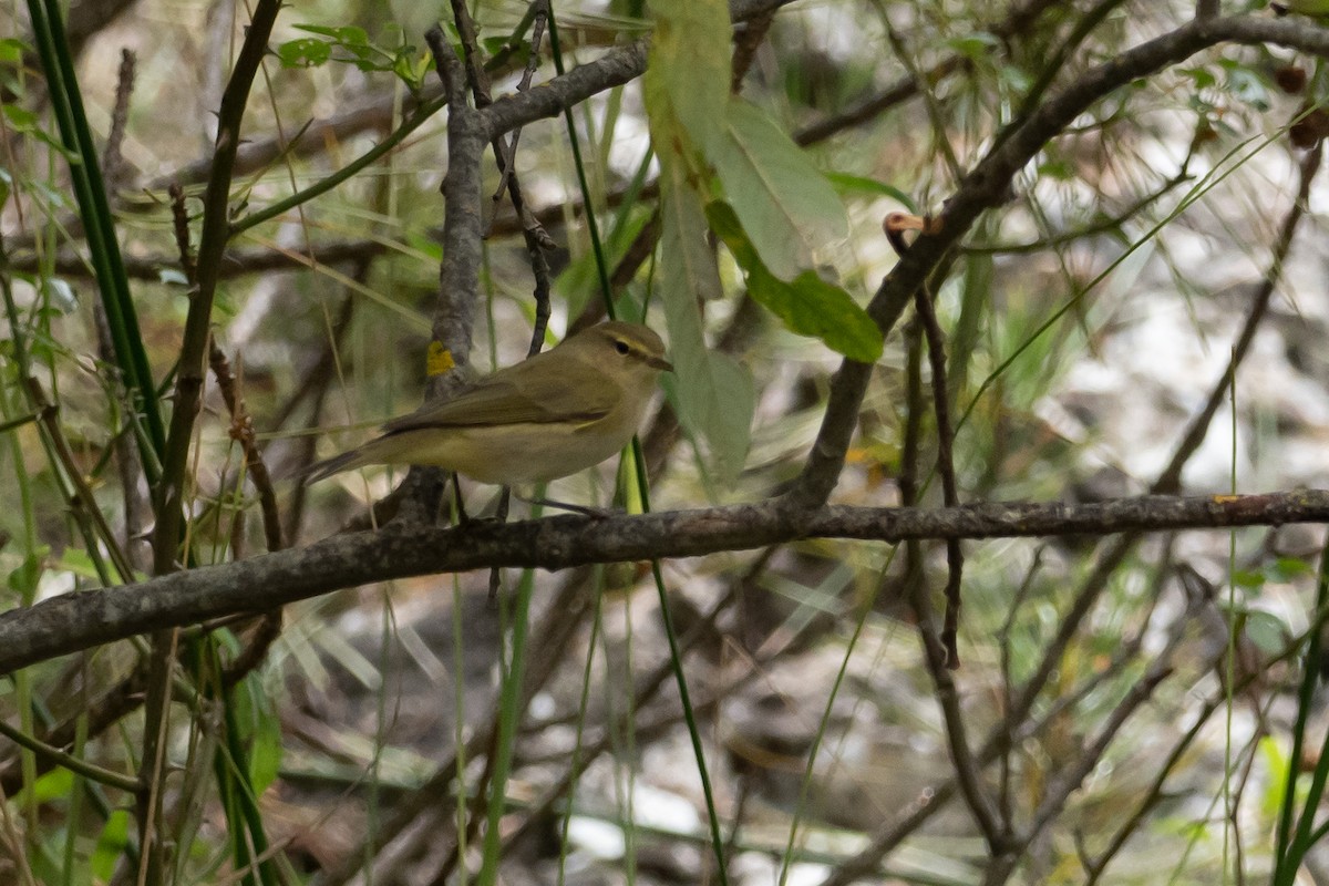 Iberian Chiffchaff - ML623148542