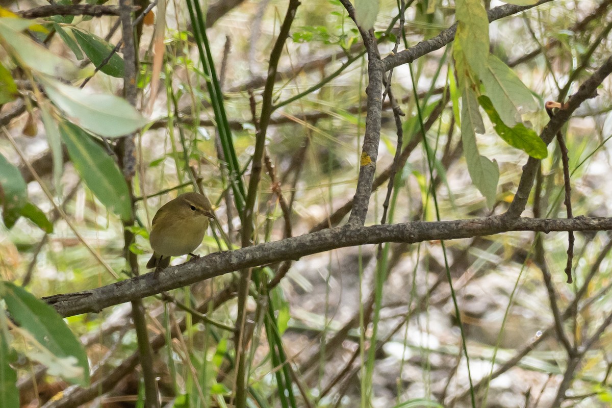 Iberian Chiffchaff - ML623148543