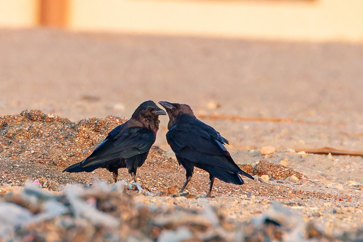 Brown-necked Raven - ML623148571