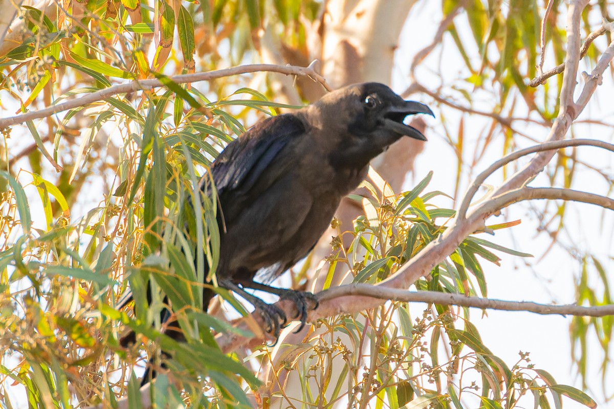 House Crow - ML623148573