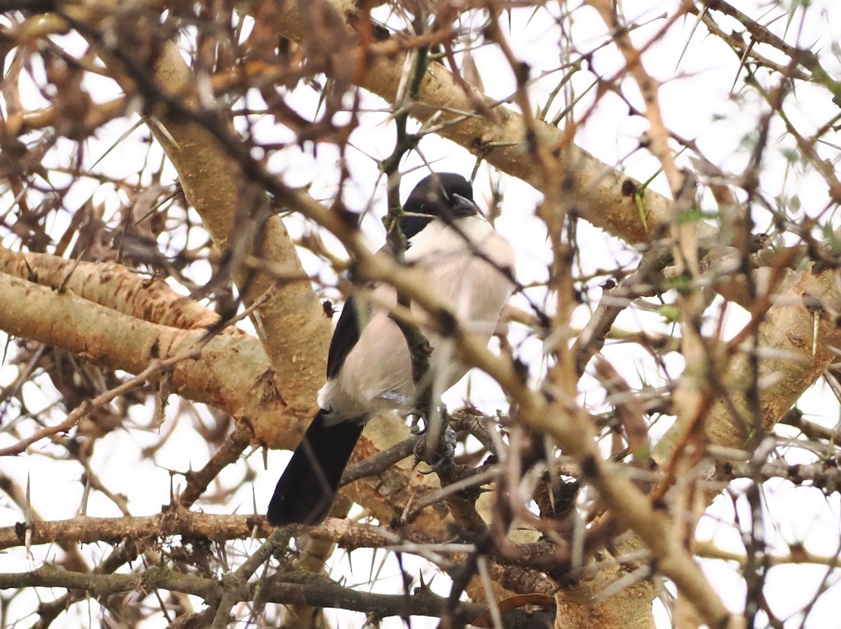 Tropical Boubou - Alexandre Vinot