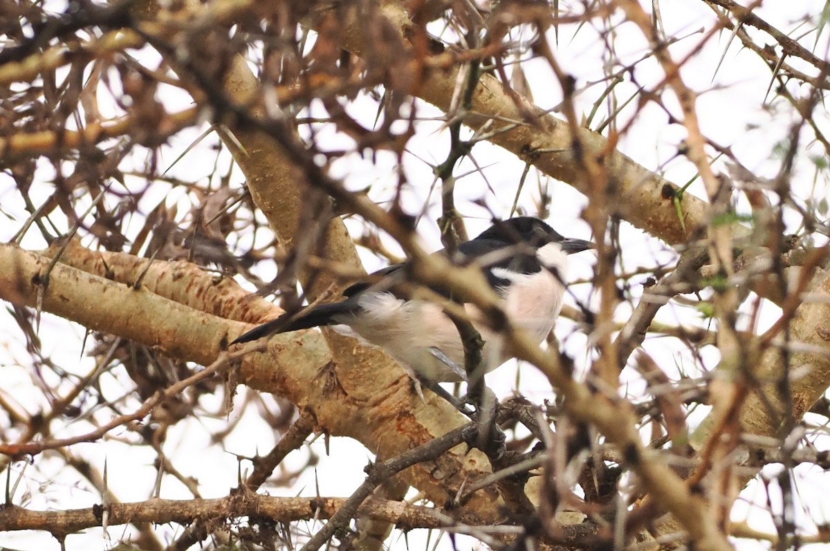 Tropical Boubou - Alexandre Vinot