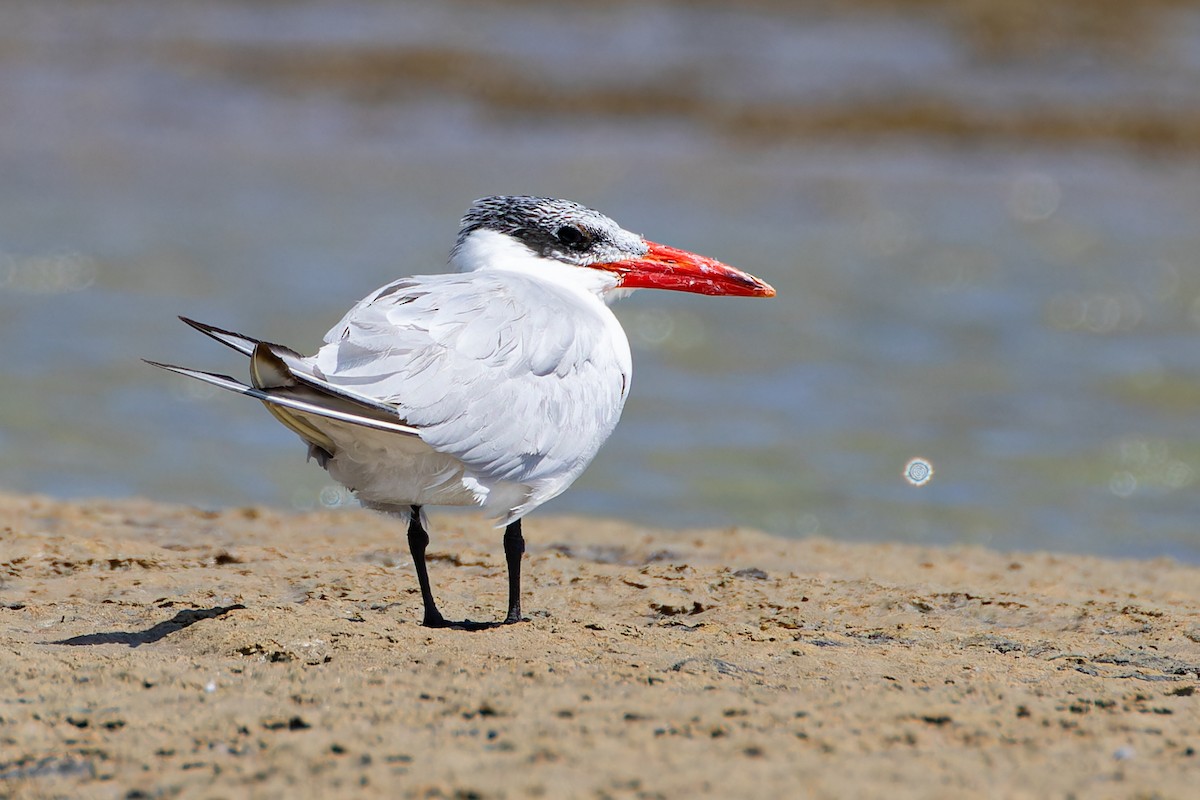 Caspian Tern - ML623148583