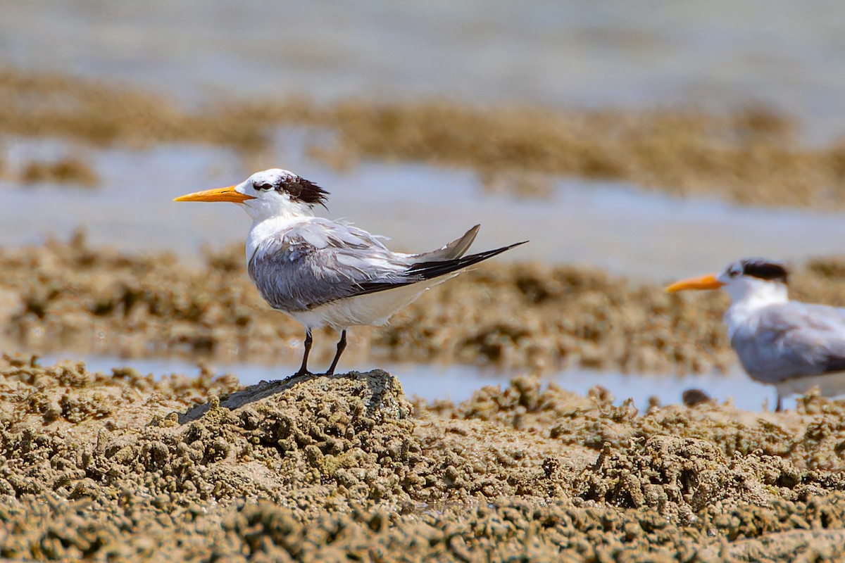 Lesser Crested Tern - Steve Juhasz