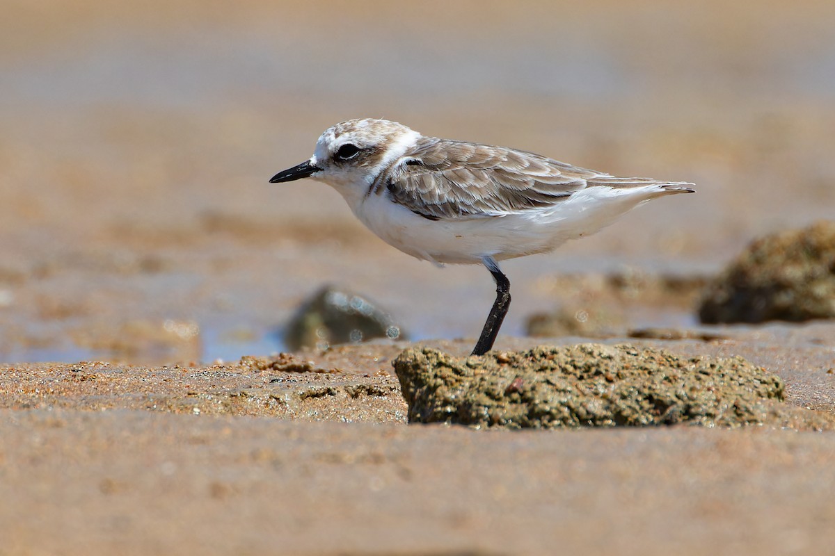 Kentish Plover - ML623148592