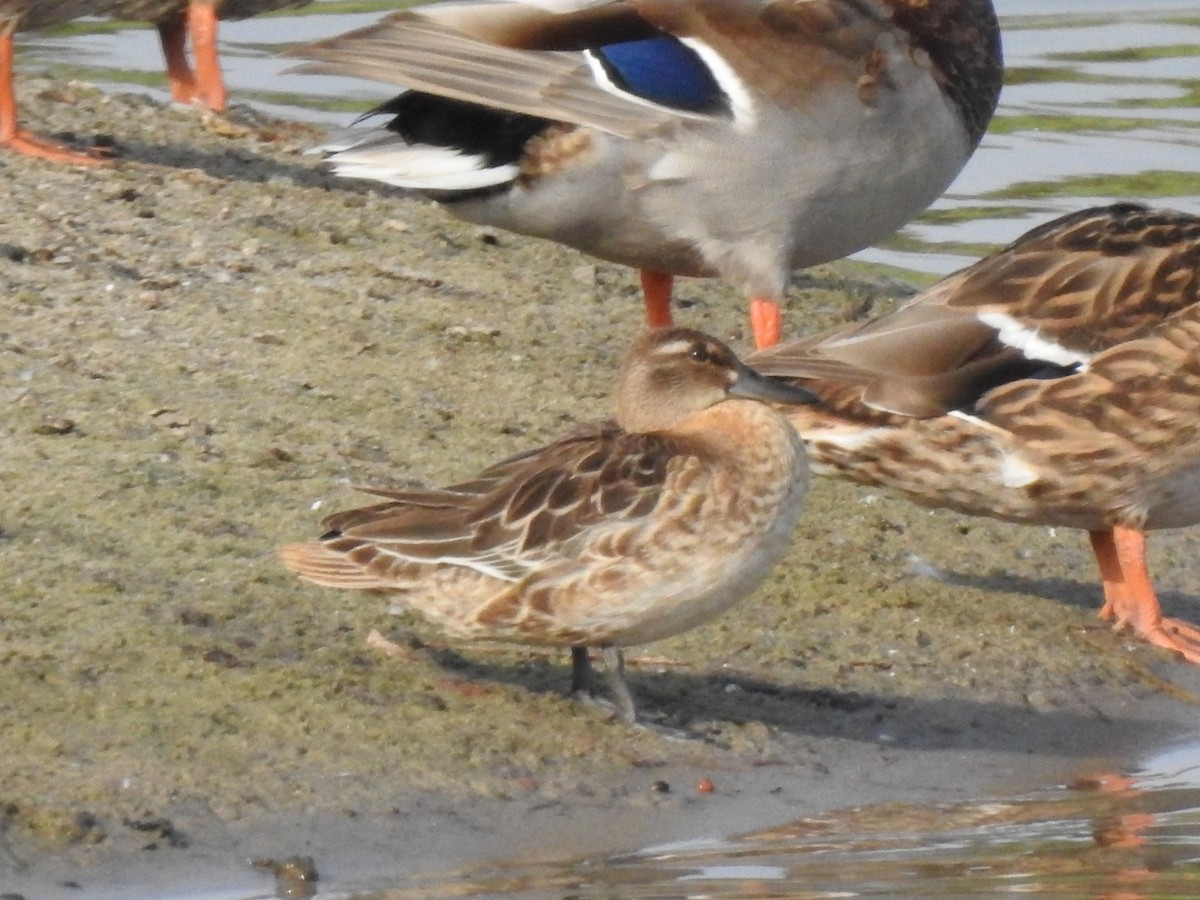 čírka modrá - ML623148595