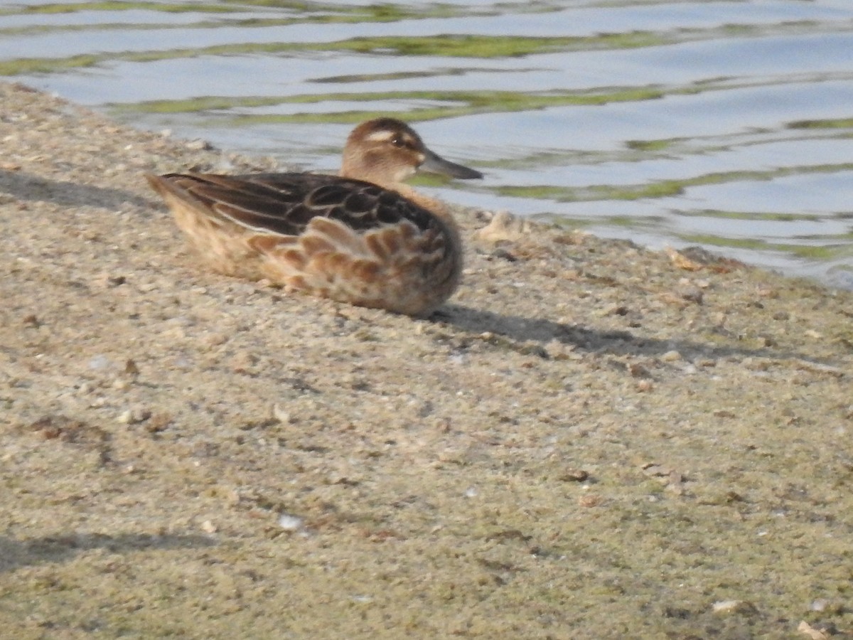 čírka modrá - ML623148596