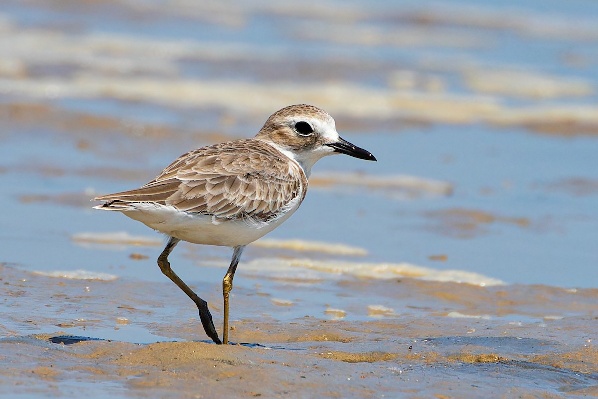 Greater Sand-Plover - ML623148597