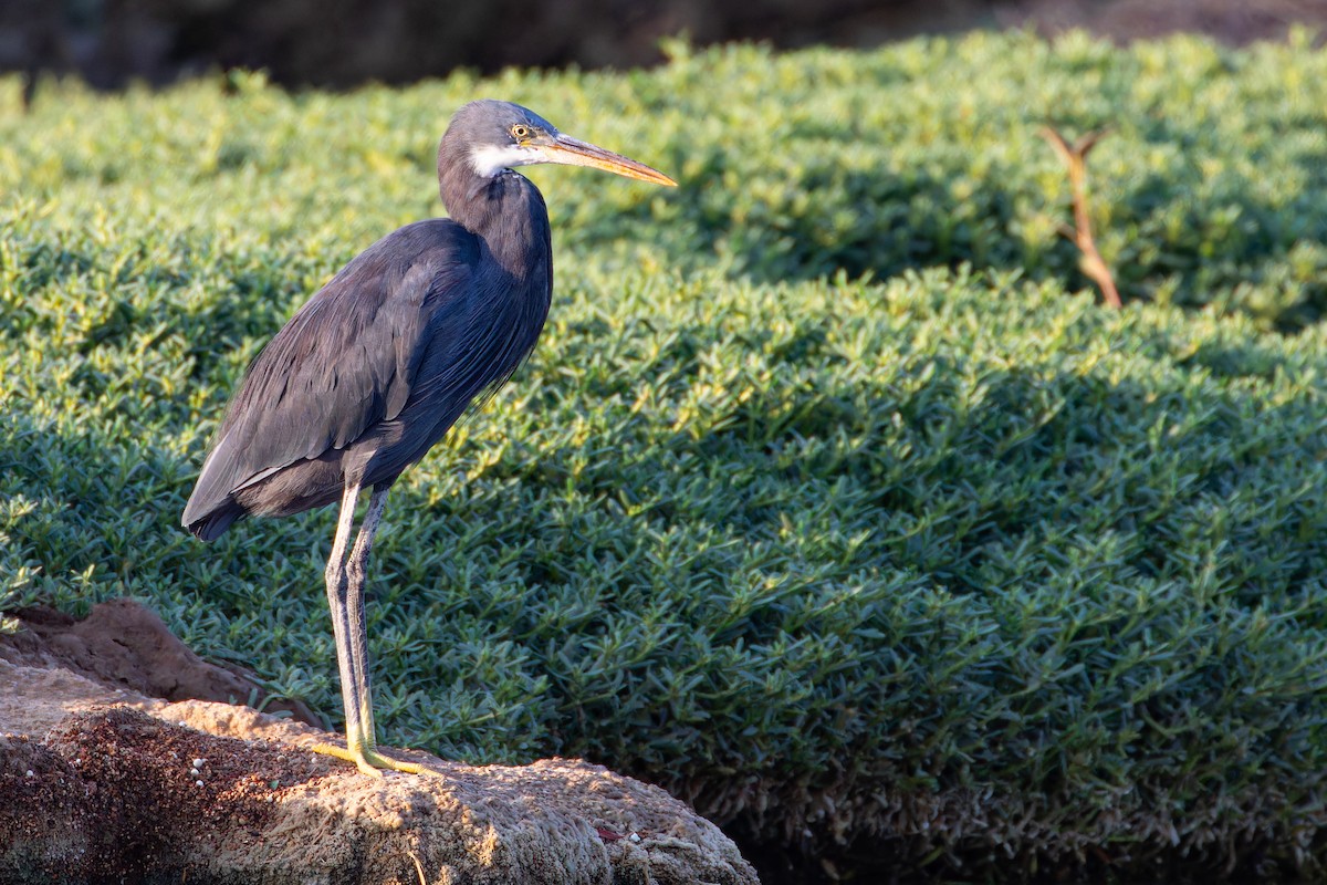 Western Reef-Heron - ML623148611