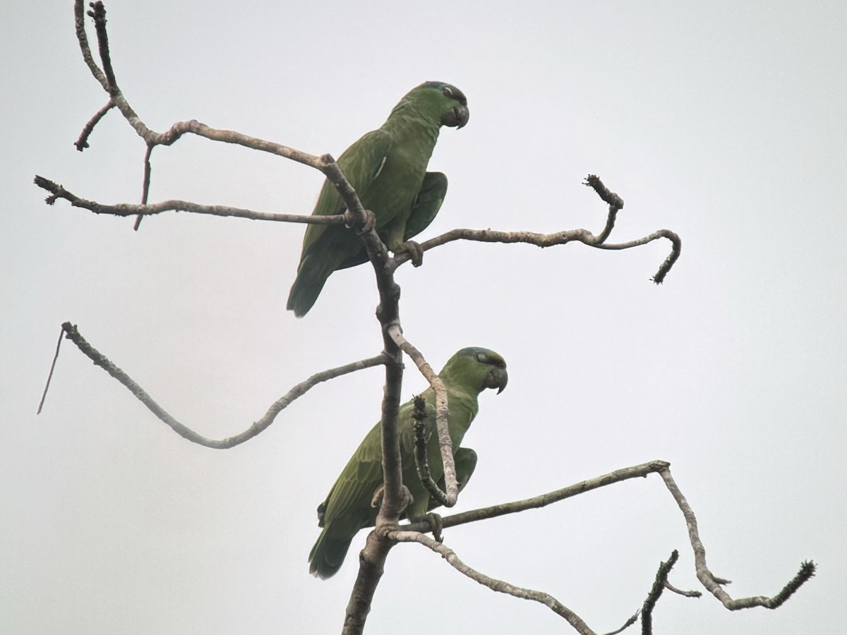 Festive Parrot - ML623148620