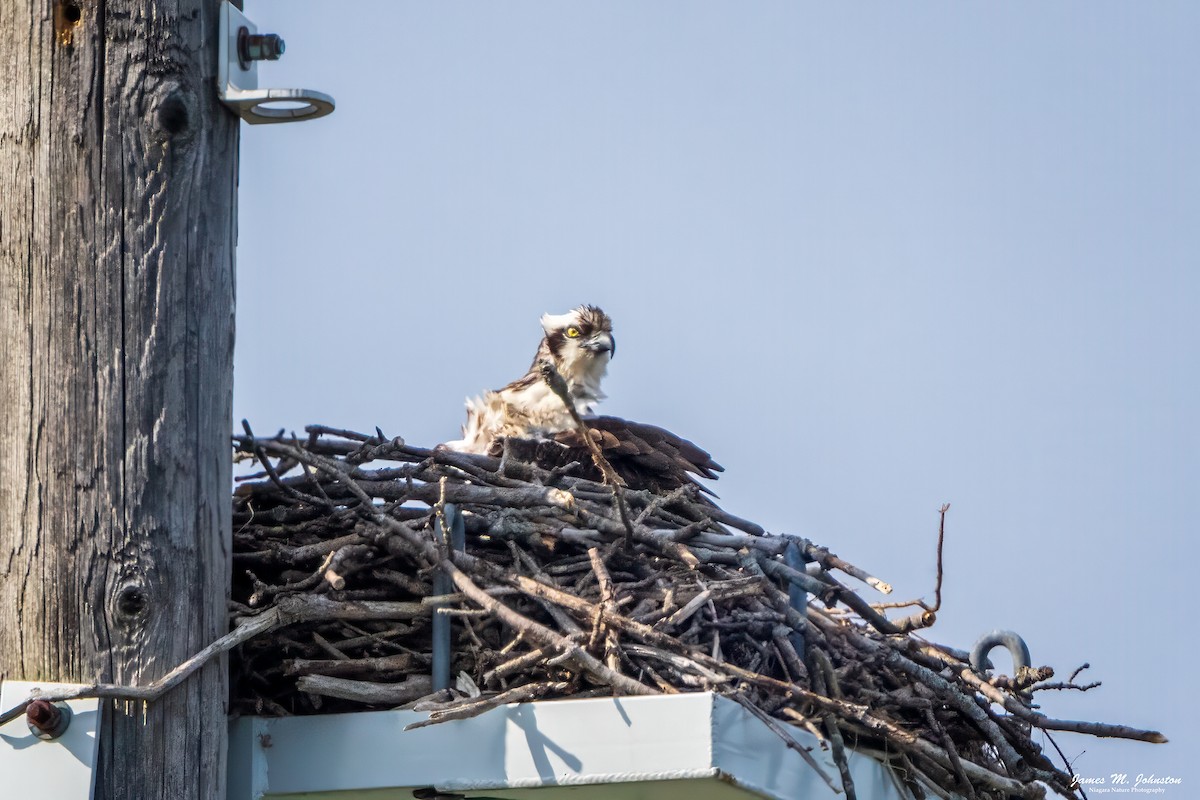 Osprey - ML623148632