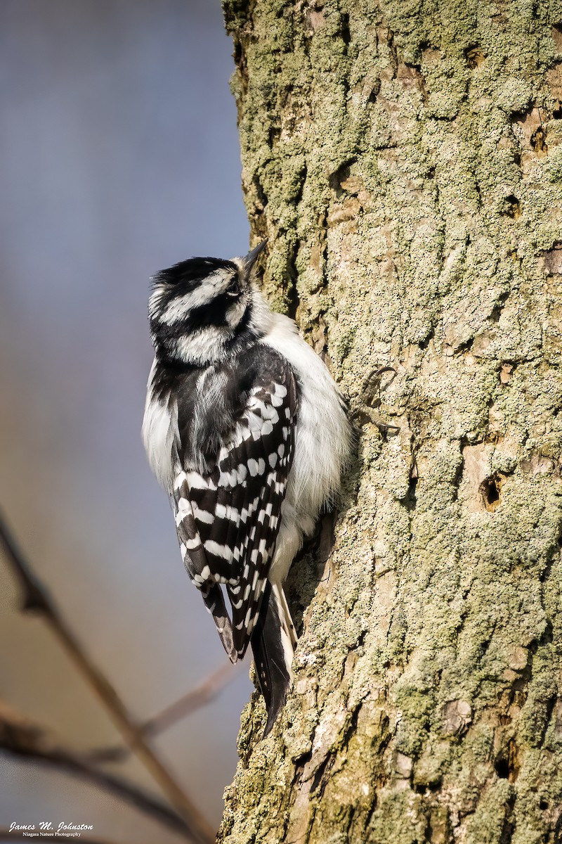 Downy Woodpecker - ML623148659