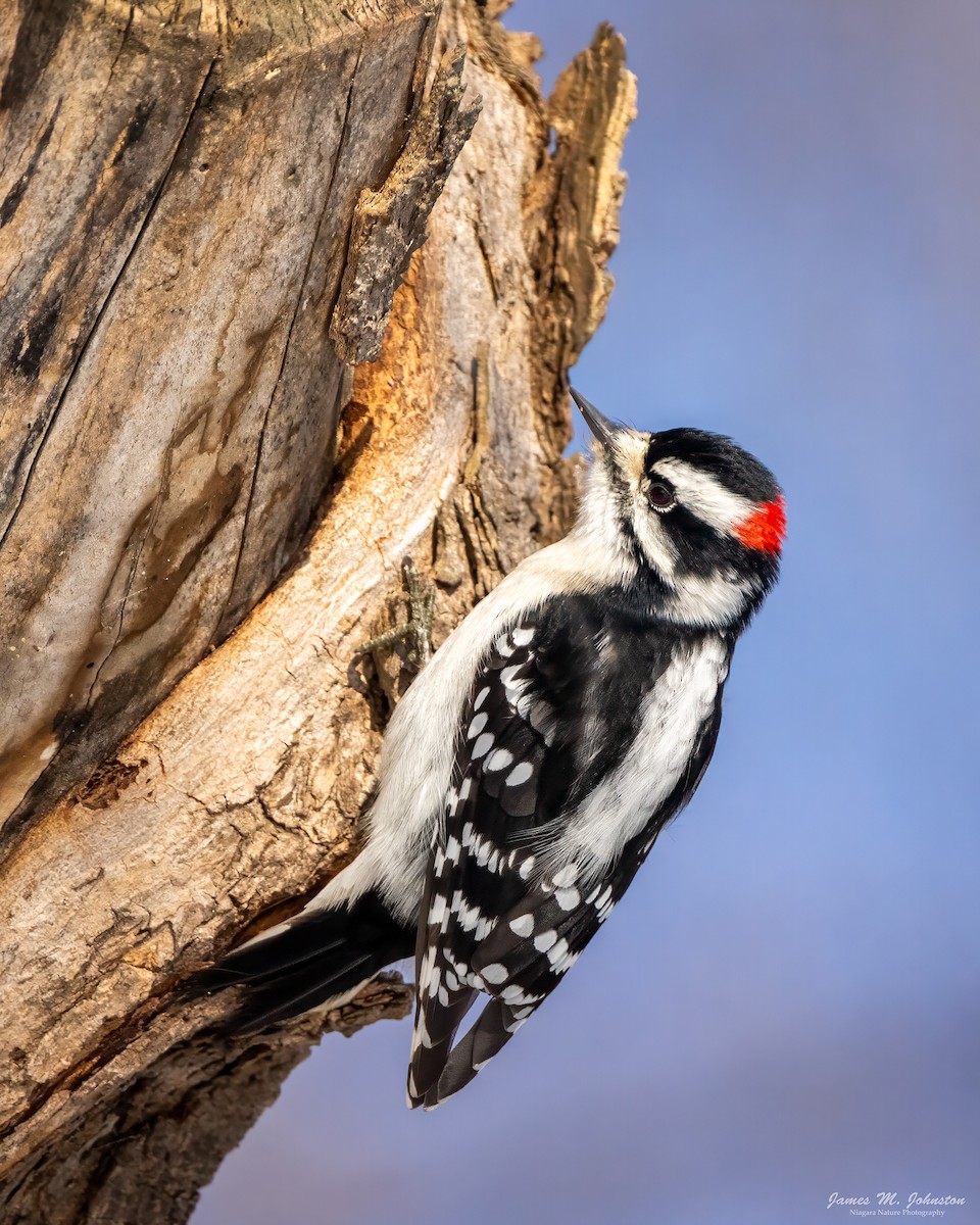 Downy Woodpecker - ML623148780