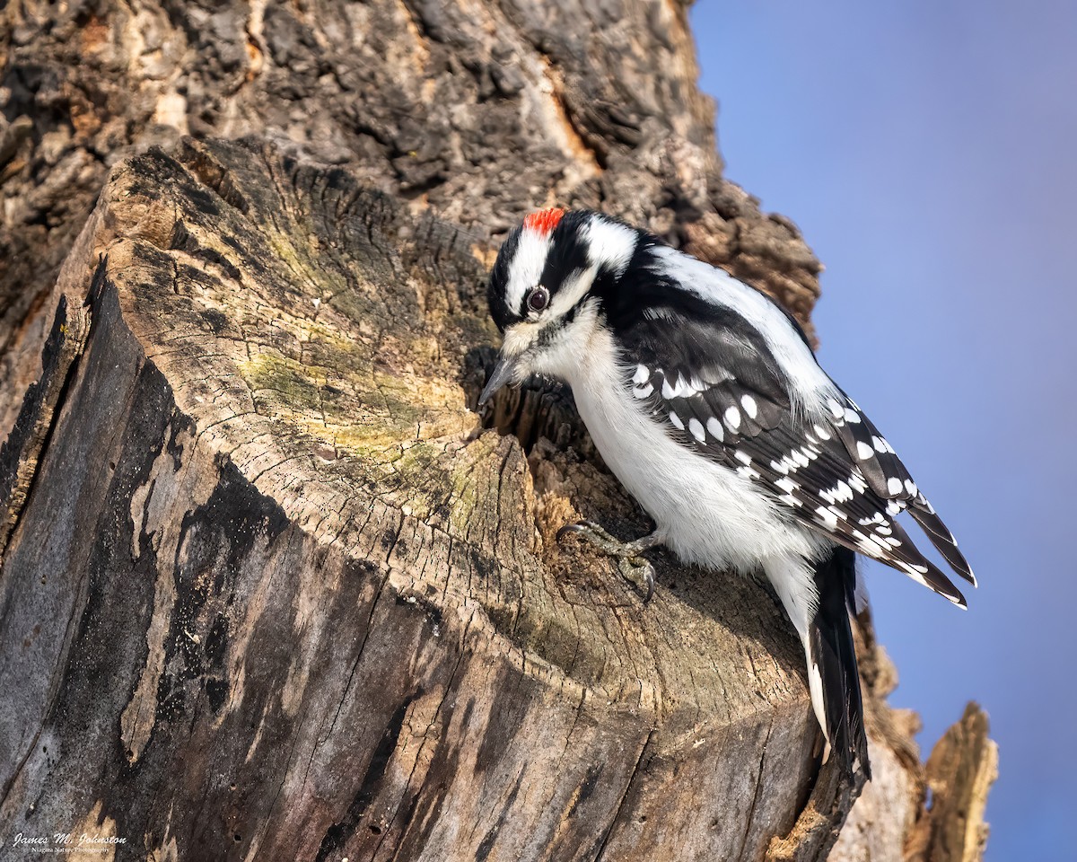 Downy Woodpecker - ML623148781