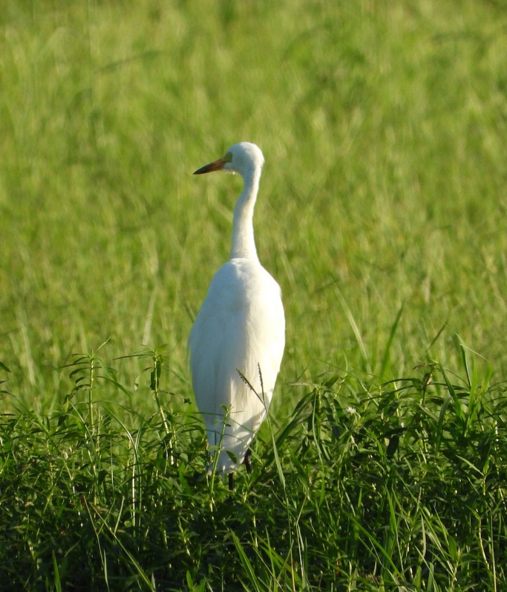 Garza/Garceta/Garcilla sp. - ML623148804