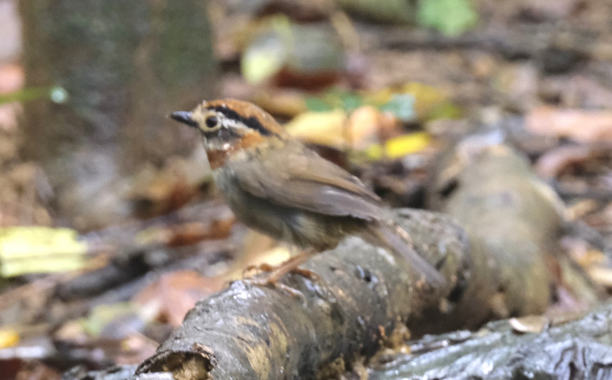 Rufous-throated Fulvetta - ML623148814