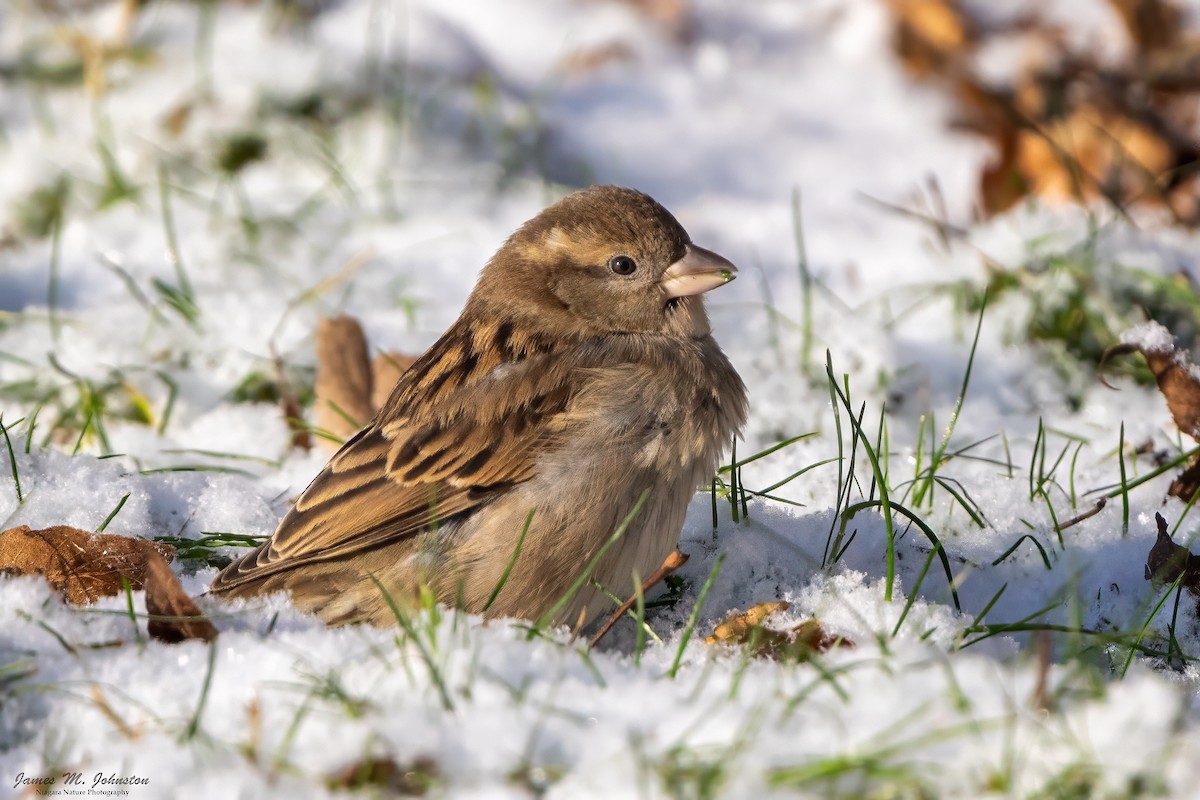 House Sparrow - ML623148870