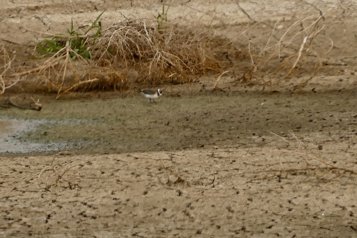 Semipalmated Plover - ML623148930