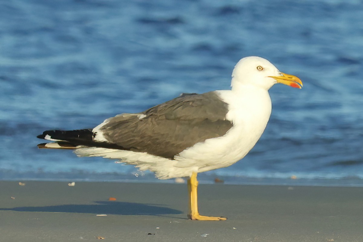 Lesser Black-backed Gull - David Wilson