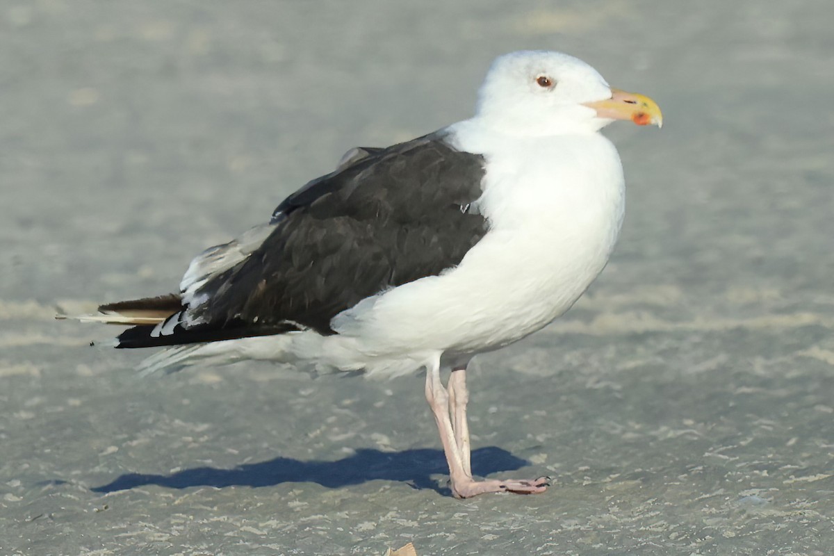 Great Black-backed Gull - David Wilson