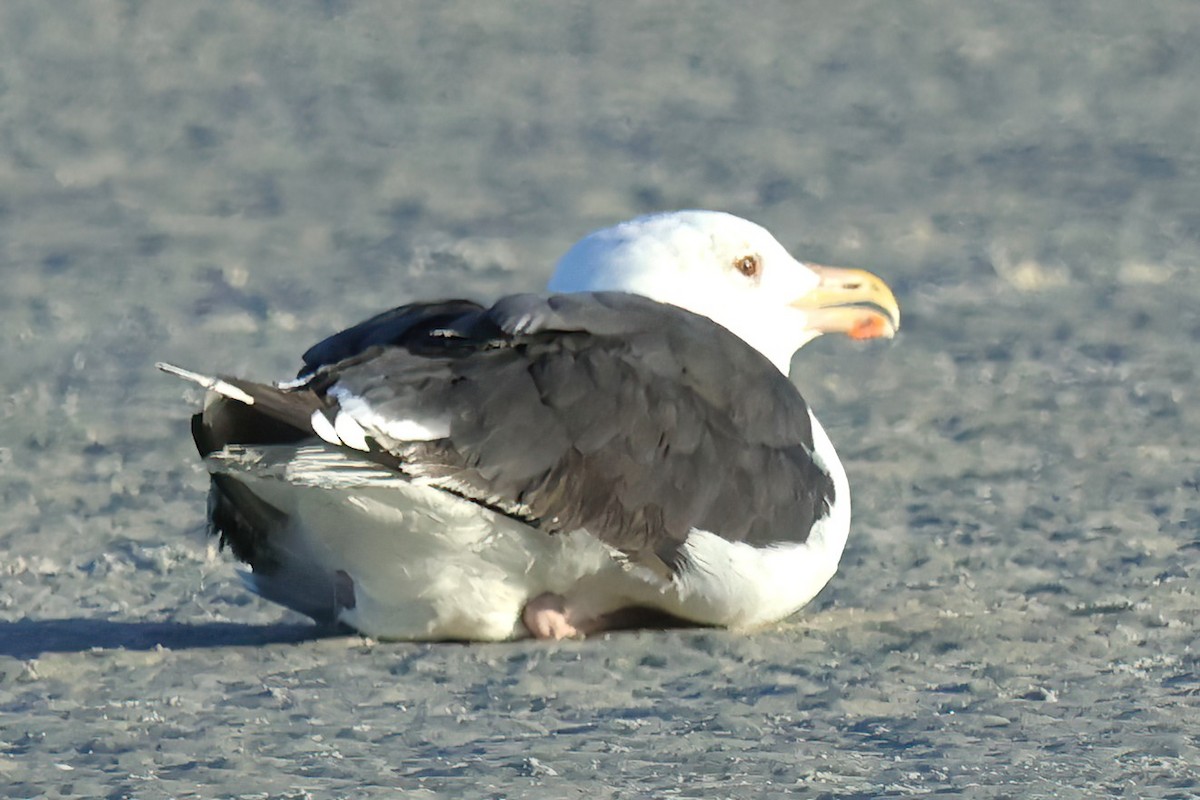 Gavión Atlántico - ML623148994