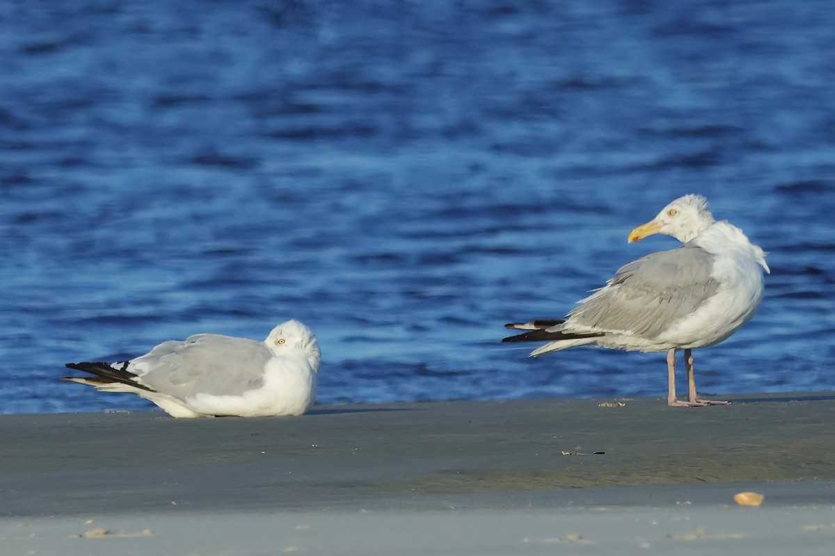 Gaviota Argéntea (americana) - ML623149002