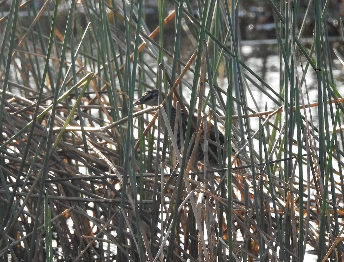 chřástal žlutoprsý - ML623149019