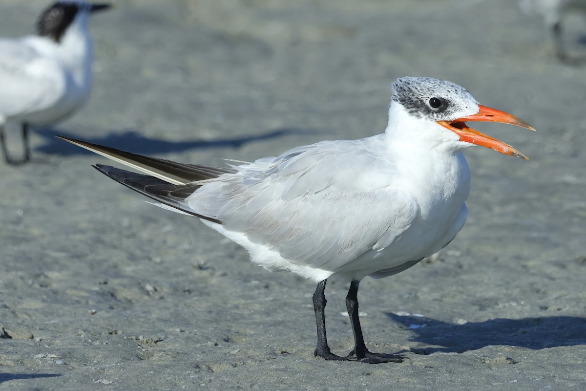 Caspian Tern - David Wilson