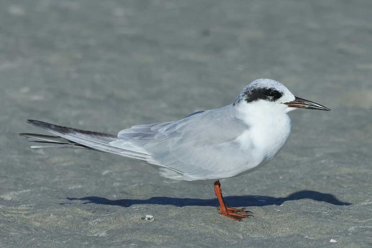 Forster's Tern - David Wilson